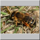 Andrena flavipes - Sandbiene w002c 10mm - OS-Wallenhorst-Sandgrube-det.jpg